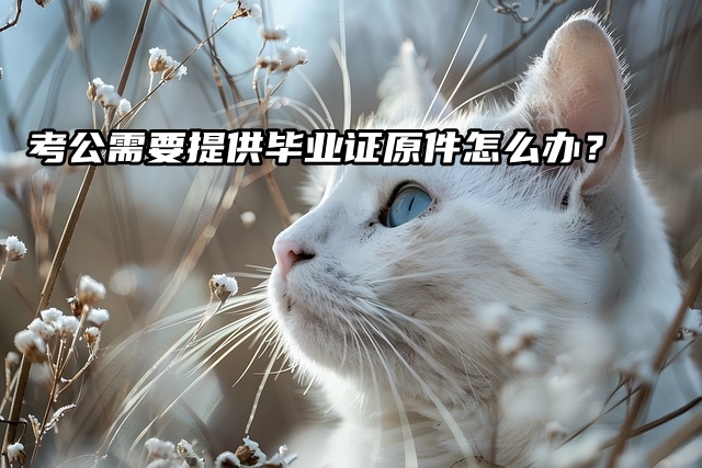 毕业证丢了！考公需要提供毕业证原件怎么办？