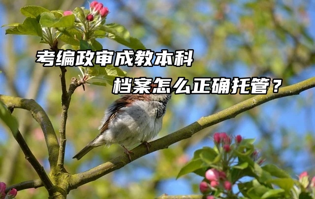 考编政审成教本科档案怎么正确托管？