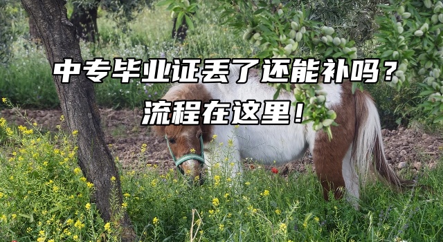 中专毕业证丢了还能补吗？流程在这里！