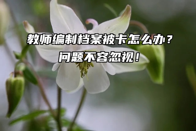 教师编制档案被卡怎么办？问题不容忽视！