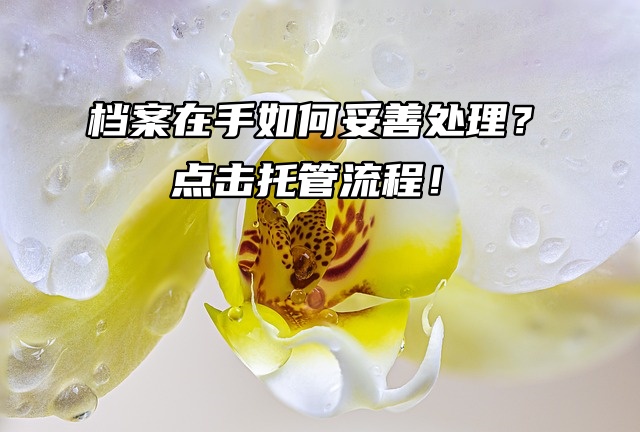 档案在手如何妥善处理？点击托管流程！