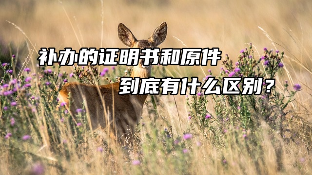 补办的证明书和原件到底有什么区别？