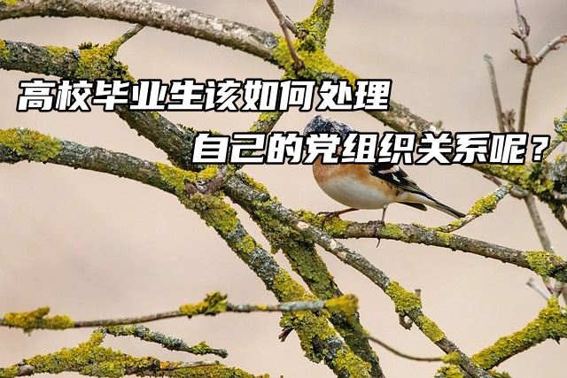 高校毕业生该如何处理自己的党组织关系呢？