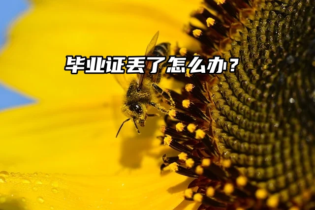 毕业证丢了怎么办？急需解答！