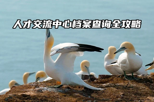 必看！人才交流中心档案查询全攻略！