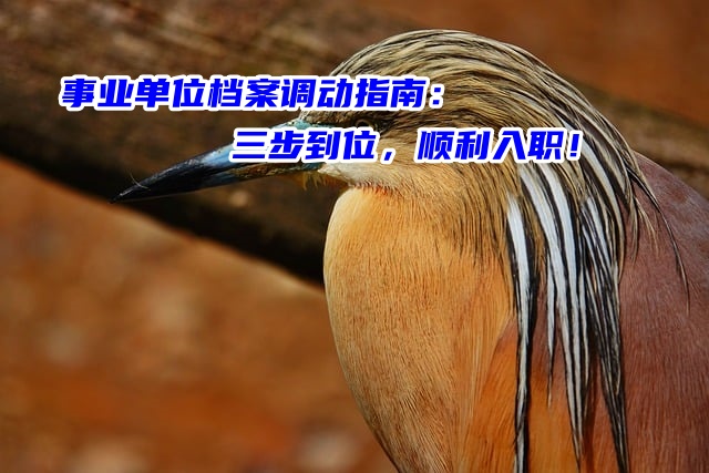 事业单位档案调动指南：三步到位，顺利入职！