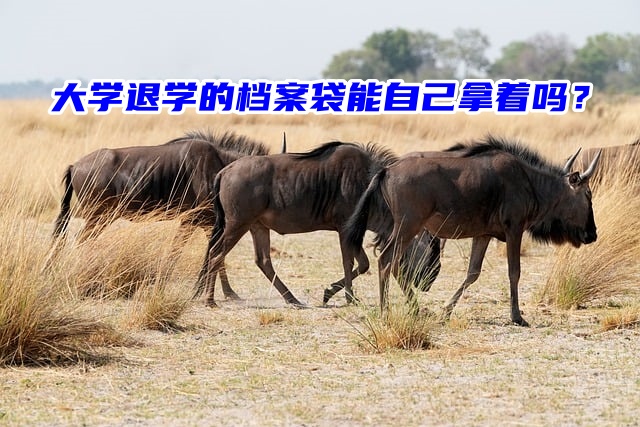 大学退学的档案袋能自己拿着吗？