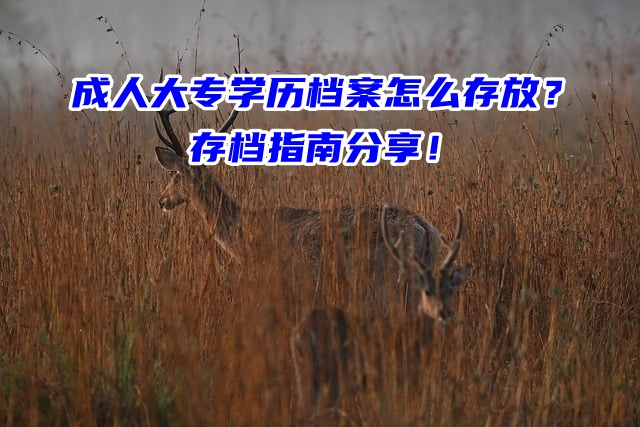 成人大专学历档案怎么存放？存档指南分享！