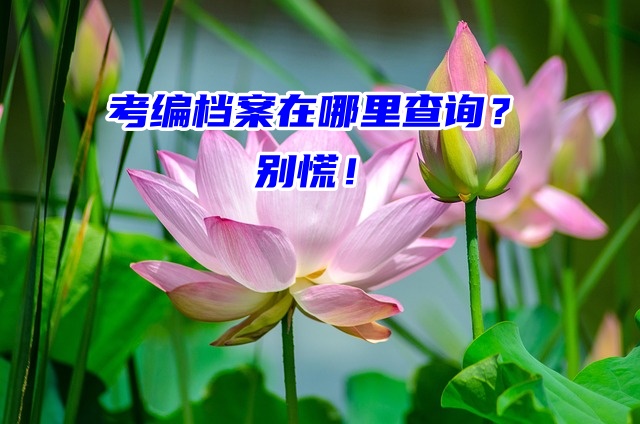 考编档案在哪里查询？别慌！看这篇！