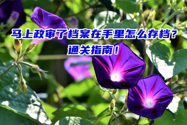 马上政审了档案在手里怎么存档？通关指南！