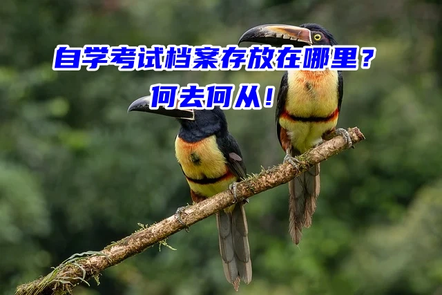 自学考试档案存放在哪里？何去何从！