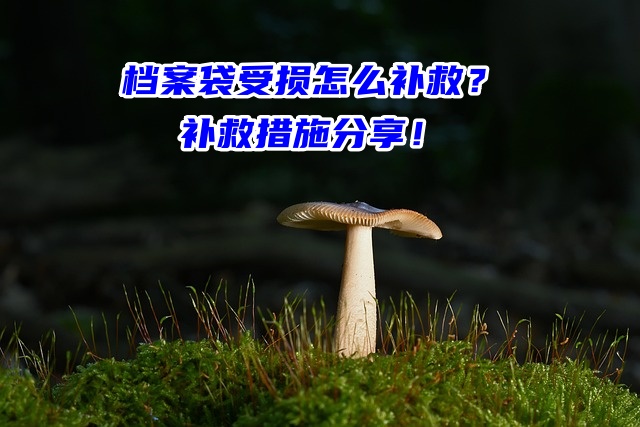 档案袋受损怎么补救？补救措施分享！