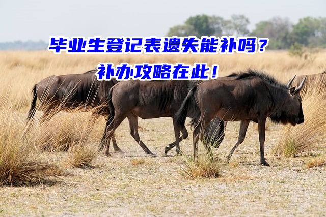 毕业生登记表遗失能补吗？补办攻略在此！