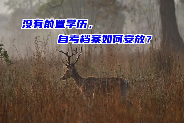 没有前置学历，自考档案如何安放？