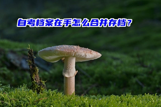 自考档案在手怎么合并存档？一分钟教会你！