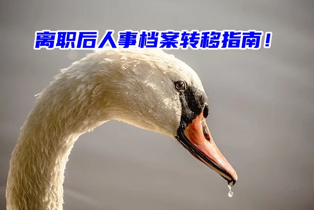 离职后人事档案转移指南！刚辞职的你赶紧来看！
