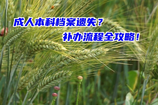 成人本科档案遗失？补办流程全攻略！