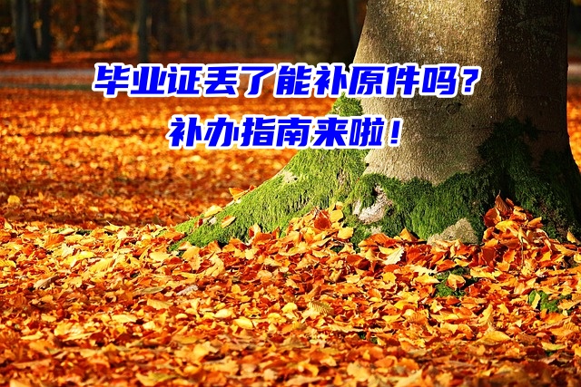 毕业证丢了能补原件吗？补办指南来啦！