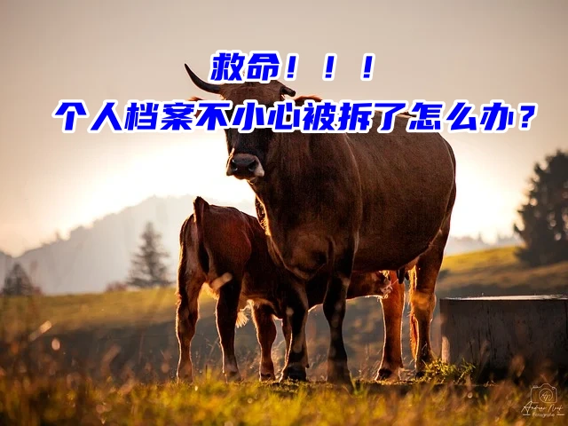 救命！！！个人档案不小心被拆了怎么办？