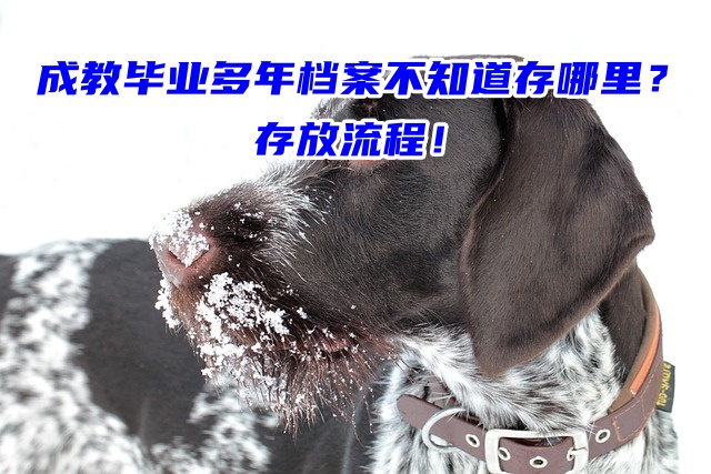 成教毕业多年档案不知道存哪里？存放流程！