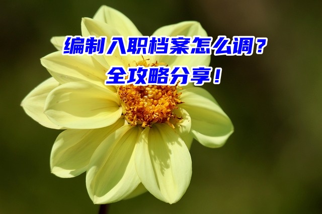 编制入职档案怎么调？全攻略分享！