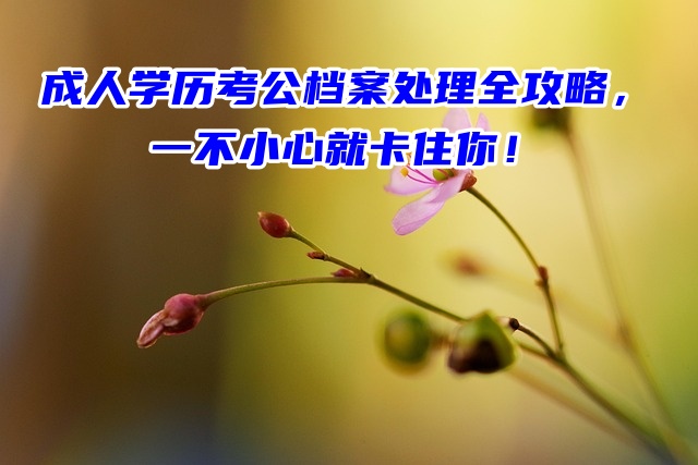成人学历考公档案处理全攻略，一不小心就卡住你！