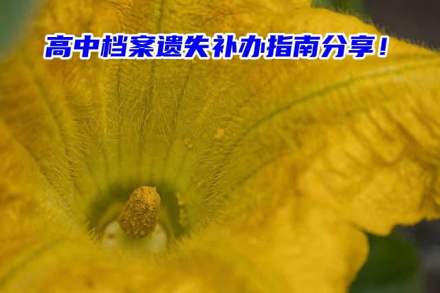 高中档案遗失补办指南分享！