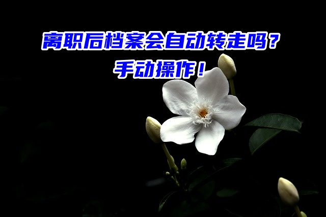 离职后档案会自动转走吗？手动操作！