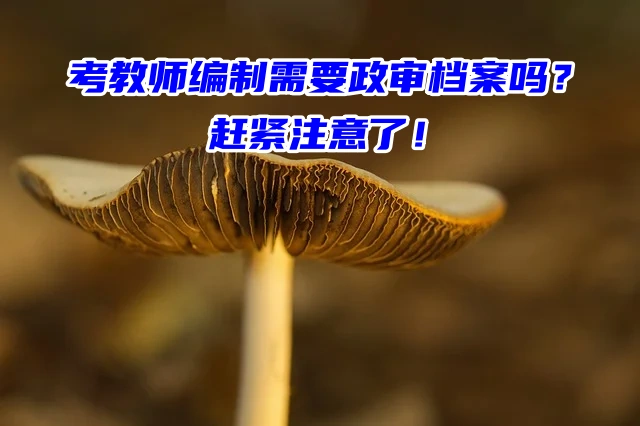 考教师编制需要政审档案吗？赶紧注意了！