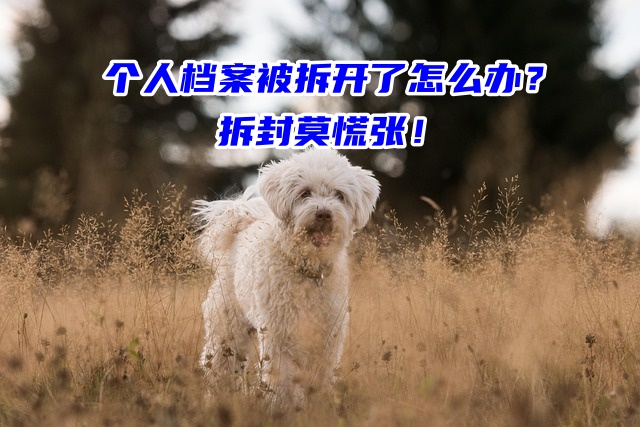 个人档案被拆开了怎么办？拆封莫慌张！