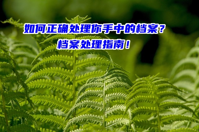 如何正确处理你手中的档案？档案处理指南！