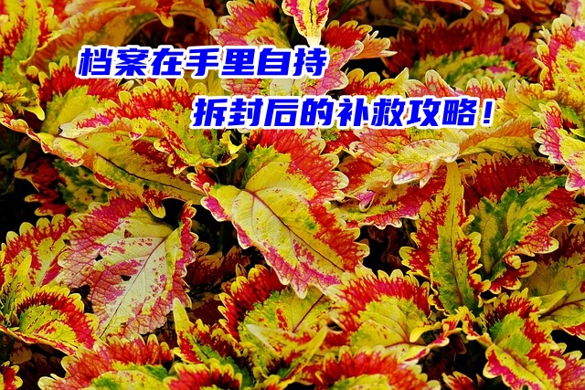 档案在手里自持拆封后的补救攻略！