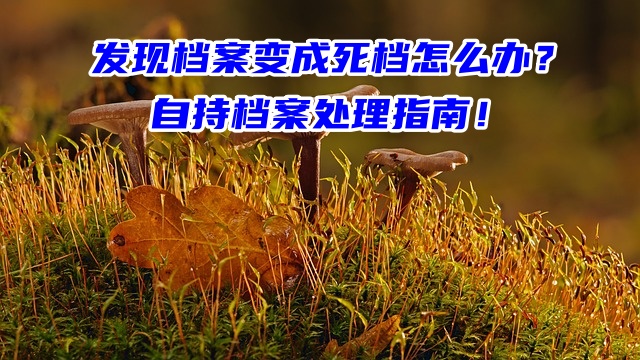 发现档案变成死档怎么办？自持档案处理指南！