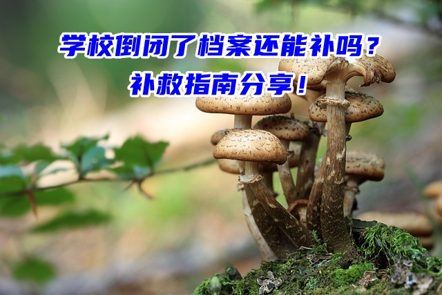 学校倒闭了档案还能补吗？补救指南分享！
