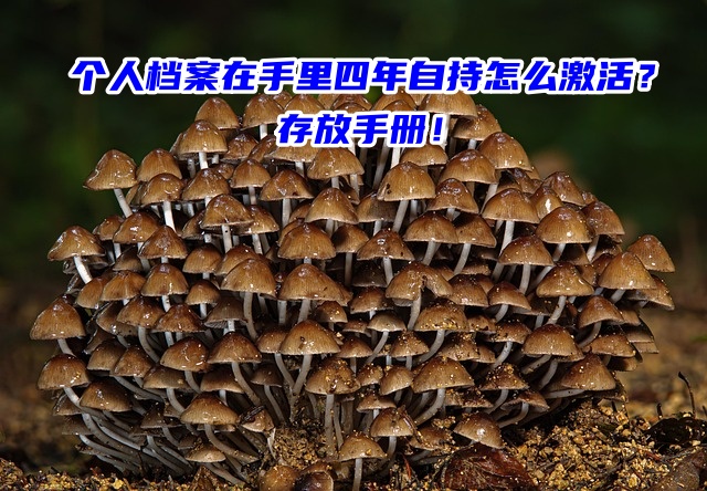 个人档案在手里四年自持怎么激活？存放手册！