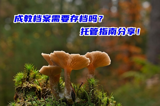 成教档案需要存档吗？托管指南分享！