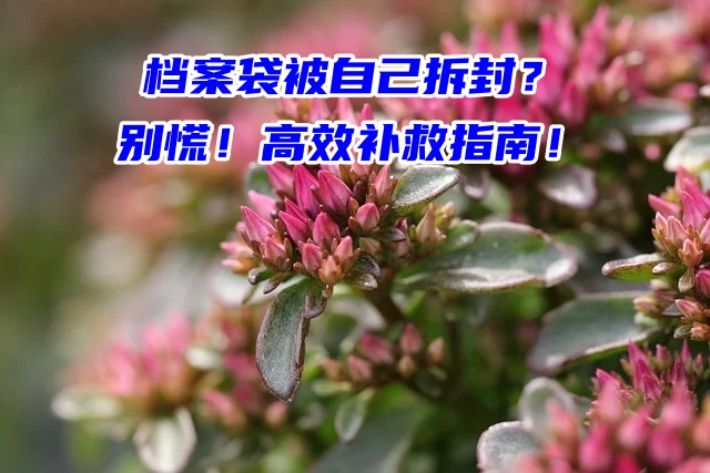 档案袋被自己拆封？别慌！高效补救指南！