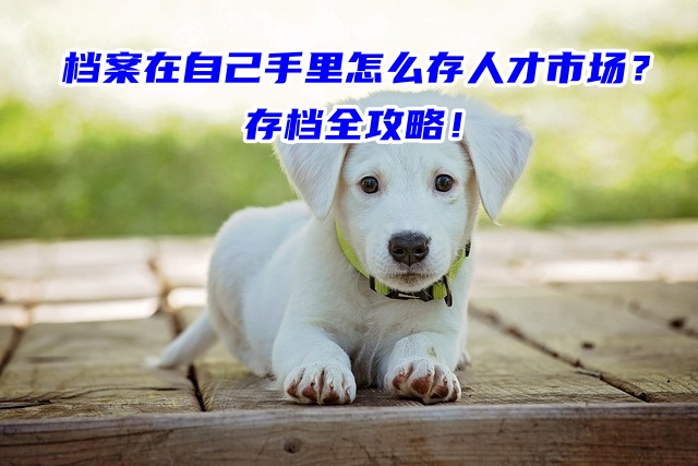 档案在自己手里怎么存人才市场？存档全攻略！