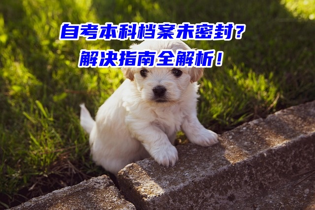 自考本科档案未密封？解决指南全解析！