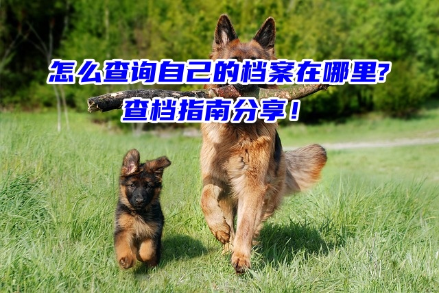 怎么查询自己的档案在哪里?查档指南分享！