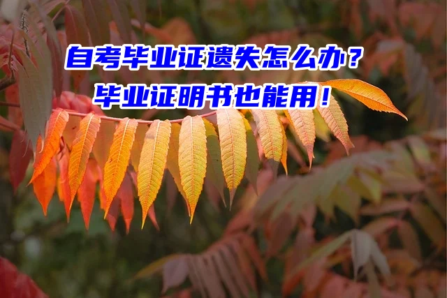 自考毕业证遗失怎么办？毕业证明书也能用！