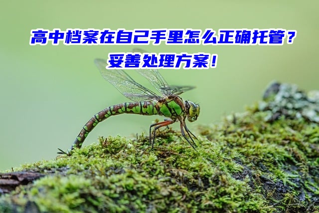 高中档案在自己手里怎么正确托管？妥善处理方案！